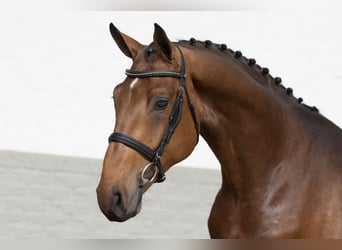 Westfalisk häst, Hingst, 3 år, 170 cm, Brun