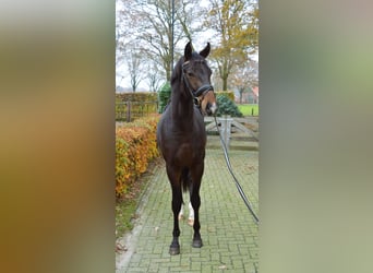 Westfalisk häst, Hingst, 3 år, 170 cm, Mörkbrun
