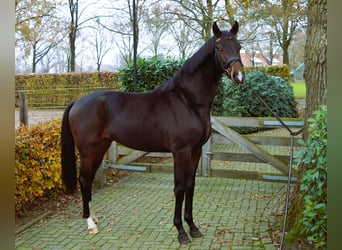 Westfalisk häst, Hingst, 3 år, 170 cm, Mörkbrun