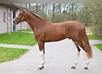 Westfalisk häst, Hingst, 3 år, 176 cm, Brun