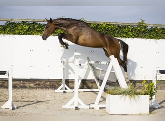 Westfalisk häst, Hingst, 3 år, Brun