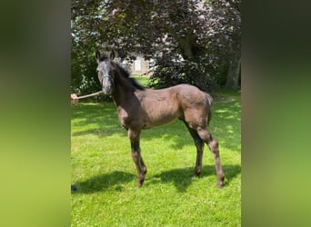 Westfalisk häst, Hingst, 3 år, Rökfärgad svart