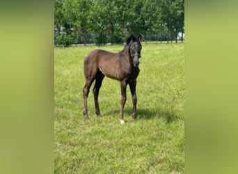 Westfalisk häst, Hingst, 3 år, Rökfärgad svart