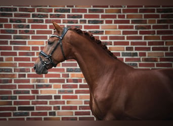 Westfalisk häst, Hingst, 4 år, 168 cm, fux