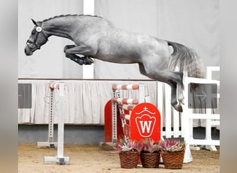 Westfalisk häst, Hingst, 4 år, 169 cm