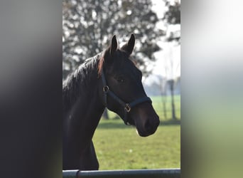Westfalisk häst, Hingst, 4 år, 174 cm, Svart