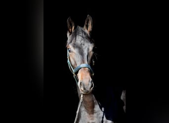 Westfalisk häst, Hingst, 4 år, 174 cm, Svart