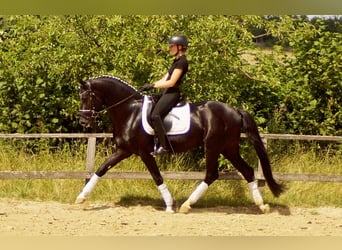 Westfalisk häst, Hingst, 5 år, 163 cm, Svart