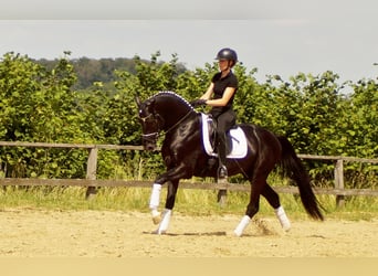 Westfalisk häst, Hingst, 5 år, 163 cm, Svart