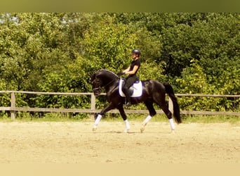 Westfalisk häst, Hingst, 5 år, 163 cm, Svart