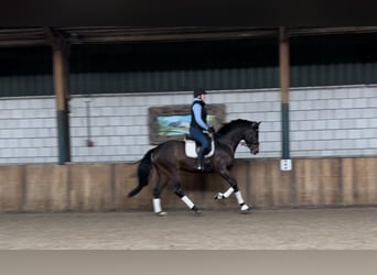 Westfalisk häst, Hingst, 5 år, 168 cm, Mörkbrun