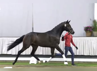 Westfalisk häst, Hingst, 5 år, 168 cm, Mörkbrun