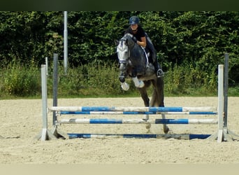 Westfalisk häst, Hingst, 6 år, 164 cm, Grå