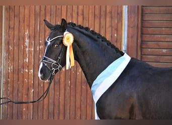 Westfalisk häst, Hingst, 6 år, 164 cm, Svart