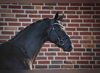 Westfalisk häst, Hingst, 6 år, 167 cm, Svart