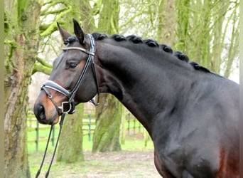 Westfalisk häst, Hingst, 6 år, 171 cm, Rökfärgad svart