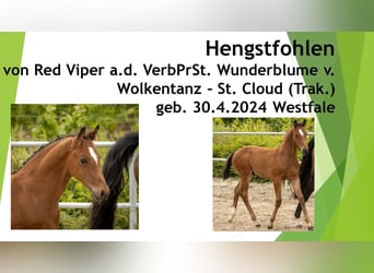 Westfalisk häst, Hingst, Föl (04/2024), 166 cm, Brun