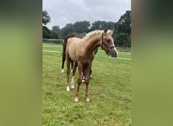 Westfalisk häst, Hingst, Föl (01/2024), 168 cm, Palomino