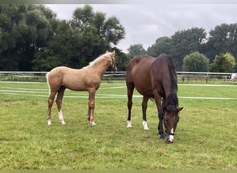 Westfalisk häst, Hingst, Föl (01/2024), 168 cm, Palomino