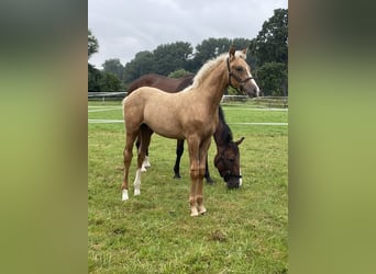 Westfalisk häst, Hingst, Föl (01/2024), 168 cm, Palomino