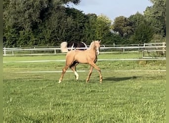 Westfalisk häst, Hingst, Föl (01/2024), 168 cm, Palomino