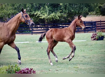 Westfalisk häst, Hingst, Föl (06/2024), 170 cm, Brun