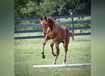 Westfalisk häst, Hingst, Föl (06/2024), 170 cm, Brun