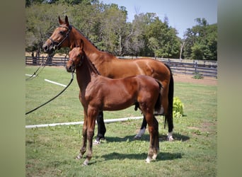 Westfalisk häst, Hingst, Föl (06/2024), 170 cm, Brun