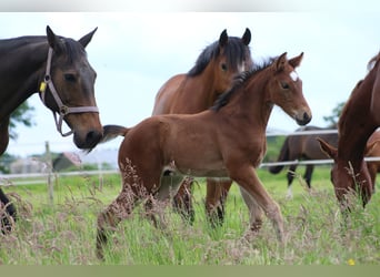 Westfalisk häst, Hingst, Föl (05/2024), 170 cm, Brun