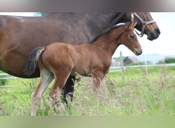 Westfalisk häst, Hingst, Föl (05/2024), 170 cm, Brun