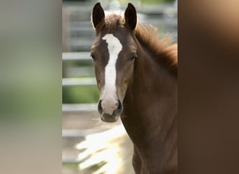 Westfalisk häst, Hingst, Föl (03/2024), 170 cm, Fux