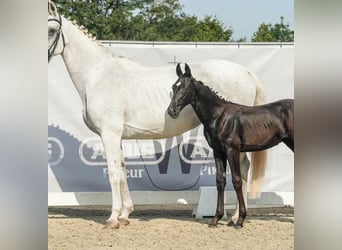 Westfalisk häst, Hingst, Föl (04/2024), 170 cm, Grå-mörk-brun