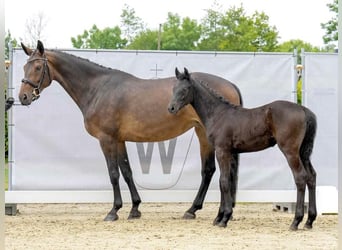 Westfalisk häst, Hingst, Föl (02/2023), 170 cm, Kan vara vit