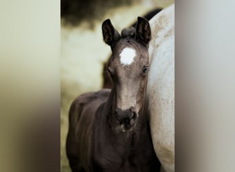 Westfalisk häst, Hingst, Föl (04/2024), 170 cm, Svart