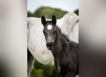 Westfalisk häst, Hingst, Föl (04/2024), 170 cm, Svart