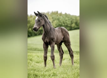 Westfalisk häst, Hingst, Föl (04/2024), 170 cm, Svart