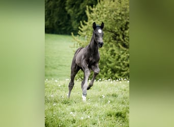 Westfalisk häst, Hingst, Föl (04/2024), 170 cm, Svart