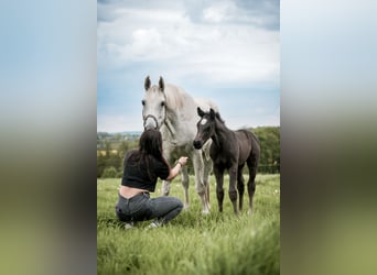 Westfalisk häst, Hingst, Föl (04/2024), 170 cm, Svart