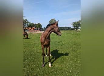 Westfalisk häst, Hingst, Föl (03/2024), 172 cm, Brun