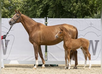 Westfalisk häst, Hingst, Föl (06/2023), 172 cm, fux