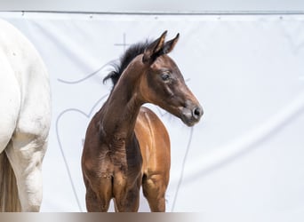 Westfalisk häst, Hingst, Föl (05/2023), 172 cm, Grå