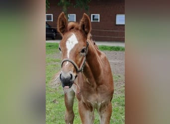 Westfalisk häst, Hingst, Föl (05/2024), 173 cm, Grå-röd-brun