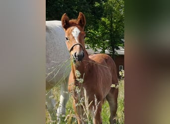 Westfalisk häst, Hingst, Föl (05/2024), 173 cm, Grå-röd-brun