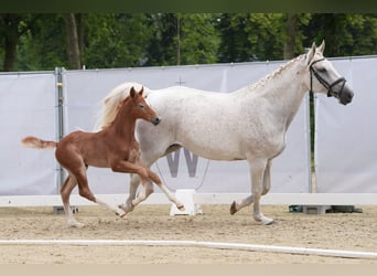 Westfalisk häst, Hingst, Föl (05/2024), 173 cm, Grå-röd-brun