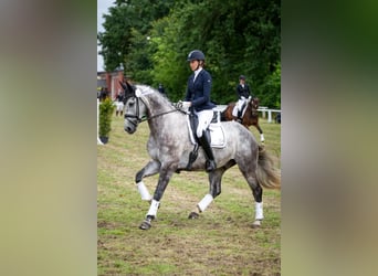 Westfalisk häst, Hingst, Föl (02/2023), 175 cm, Svart