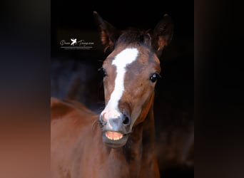 Westfalisk häst, Hingst, Föl (05/2024), Brun