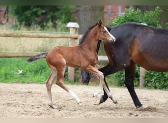 Westfalisk häst, Hingst, Föl (01/2024), Brun