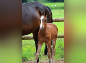 Westfalisk häst, Hingst, Föl (01/2024), Brun