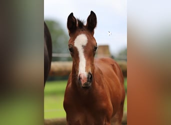 Westfalisk häst, Hingst, Föl (05/2024), Brun