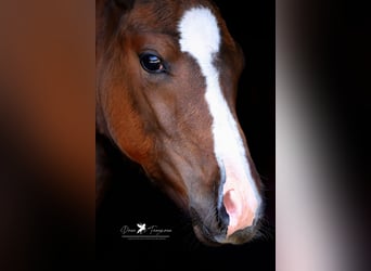 Westfalisk häst, Hingst, Föl (05/2024), Brun